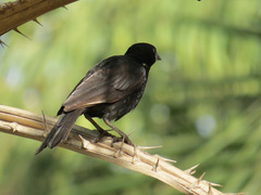 Bubalornis albirostris