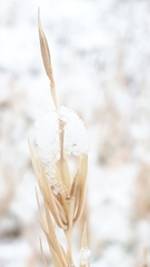 Elymus curvatus