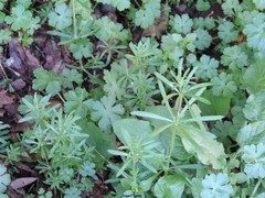 Galium lucidum