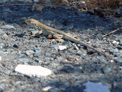 Acanthodactylus schreiberi