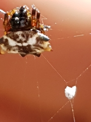 Gasteracantha sacerdotalis