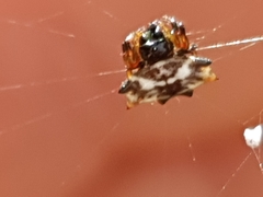 Gasteracantha sacerdotalis