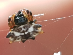 Gasteracantha sacerdotalis