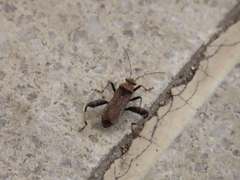 Heegeria tangirica