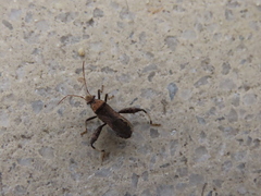Heegeria tangirica