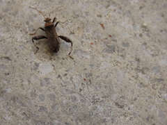 Heegeria tangirica