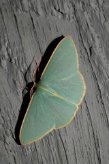 Chlorocoma assimilis