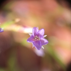 Limonium carolinianum