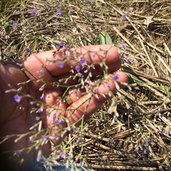Limonium carolinianum