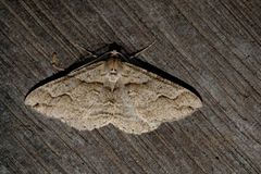 Syneora fractata
