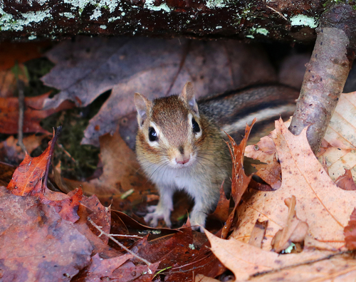 Eastern Chipmunk photographed in Connecticut