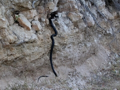 Dolichophis jugularis
