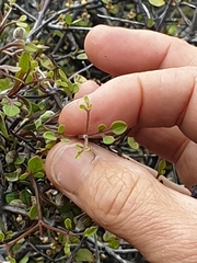 Clematis quadribracteolata