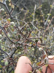 Clematis quadribracteolata