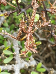 Clematis quadribracteolata