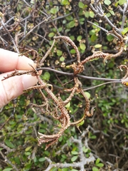 Clematis quadribracteolata