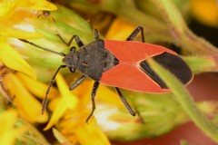 Melanopleurus belfragei