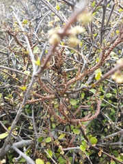Clematis quadribracteolata
