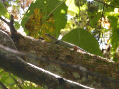Emoia samoensis
