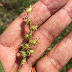 Cenchrus longispinus