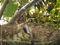 Emoia samoensis