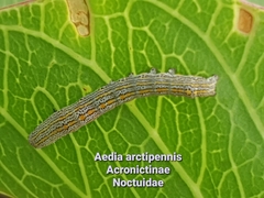Aedia arctipennis