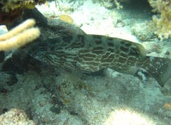 Mycteroperca bonaci