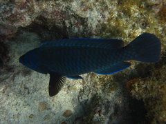 Scarus coelestinus