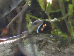 Emoia samoensis