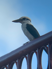 Todiramphus albicilla