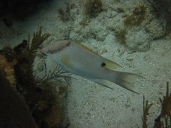 Lachnolaimus maximus