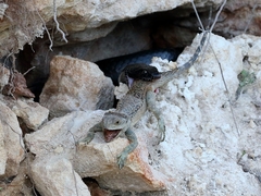 Dolichophis jugularis