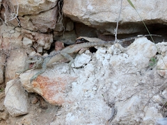 Dolichophis jugularis