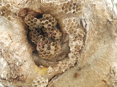 Ropalidia socialistica