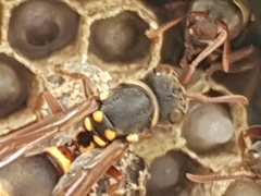 Ropalidia socialistica