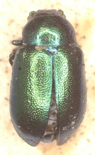 Green Dock Beetle photo 4