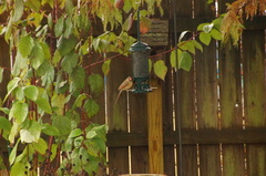 Cardinalis cardinalis