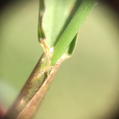 Cenchrus longispinus