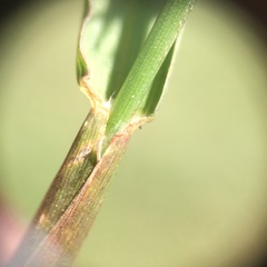 Cenchrus longispinus