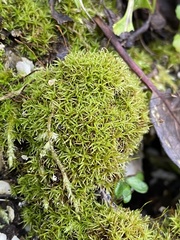 Bryoerythrophyllum recurvirostrum
