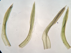 Bryoerythrophyllum recurvirostrum
