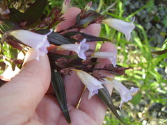 Strobilanthes anisophyllus