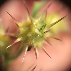 Cenchrus longispinus