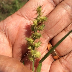 Cenchrus longispinus