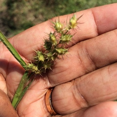 Cenchrus longispinus