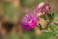 Platycheirus stegnus