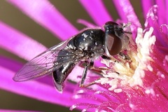 Platycheirus stegnus