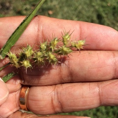 Cenchrus longispinus