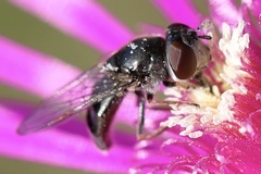 Platycheirus stegnus