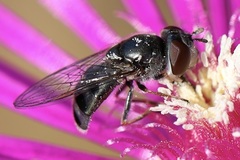 Platycheirus stegnus